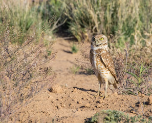 Burrowing Owl in open grasslands near Los Lunas,. New Mexico