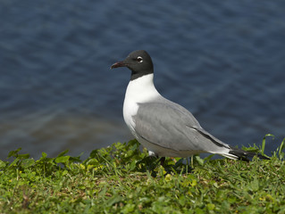 Fototapeta premium Laughing Gull, Larus atricilla
