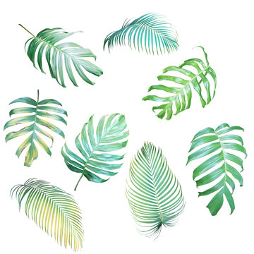 Fototapeta Collection of Palm leaves and Monstera philodendron in light green-yellow color tone, tropical leaves isolated on white background.