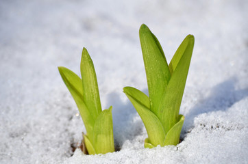 Первые всходы.