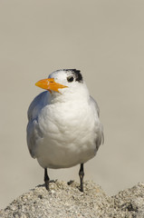 Obraz premium Royal Tern, Sterna maxima