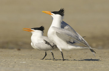 Royal Tern, Sterna maxima