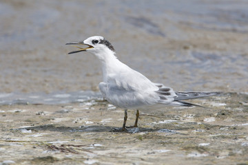 Sandwich Tern, Thalasseus sandvicensis