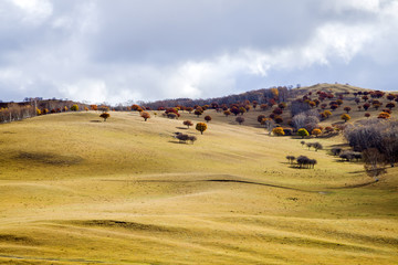 Obraz premium In autumn, trees on the hillside
