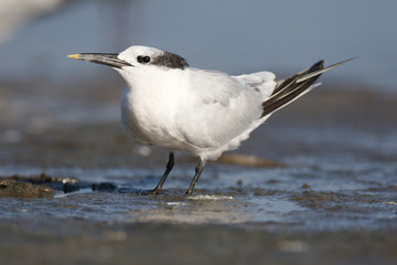Sandwich Tern, Thalasseus sandvicensis