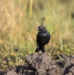 Male Brewer Blackbird calling on mound of dirt with grass in background