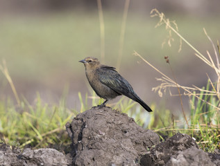 Female Brewer's blackbird on mound of dirt with grass in background