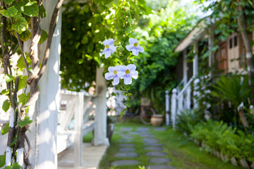 Tropical flowers on a blurred background of garden and summer house