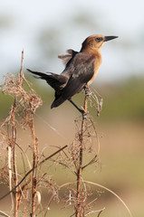Boattail Grackle