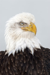 Bald eagle portrait of head and shoulders at Homer Alaska