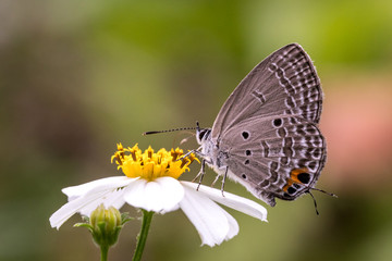 Plains Cupid perching on flower