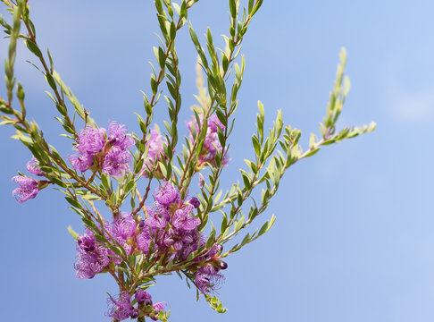 Australian melaleuca thymifolia, native purple wildflower