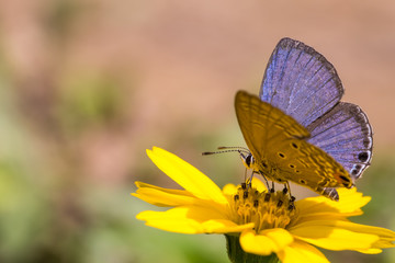 Plains Cupid perching on flower