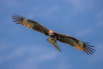 Black Kite  (Milvus migrans) in flight