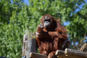 Orangutan fist © Roy