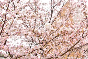 Pink Cherry Blossom Flowers Blooming