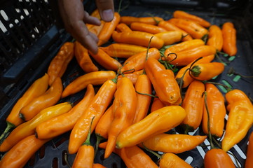 Main flavor of the Peruvian Food...yellow chili. It's been used since ancient times . 