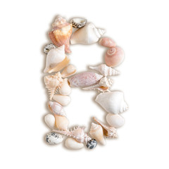 various sea shells capital B on isolated white background