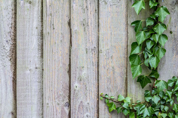 Background of wooden boards. On the side, ivy with green leaves