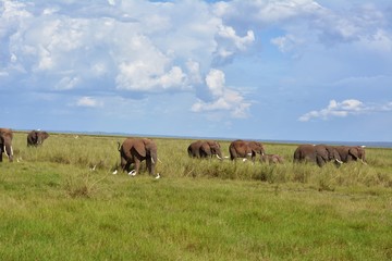 Kenia Safari