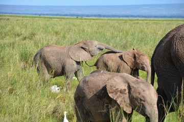 Naklejka na ściany i meble Kenia Safari