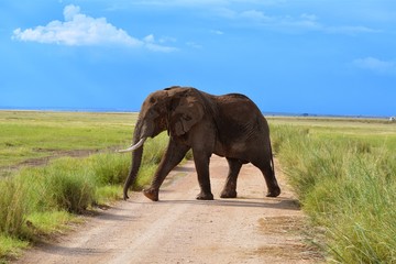 Obraz premium Kenia Safari