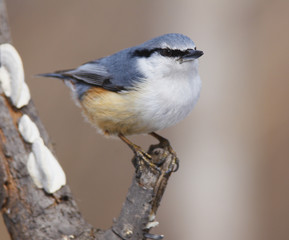 Eurasian Nuthatch, Sitta europaea