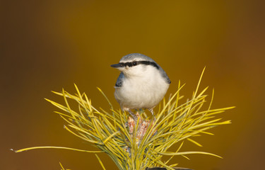 Eurasian Nuthatch, Sitta europaea