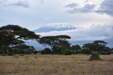 Kenia Safari