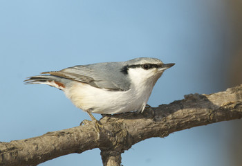 Eurasian Nuthatch, Sitta europaea