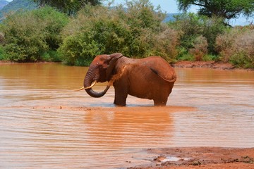 Kenia Safari