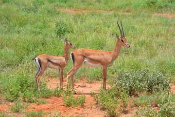 Kenia Safari
