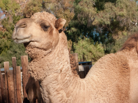 Head shot of Dromedary Camel