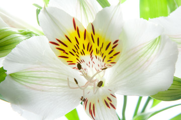 Horizontal photo of Close-up white lily