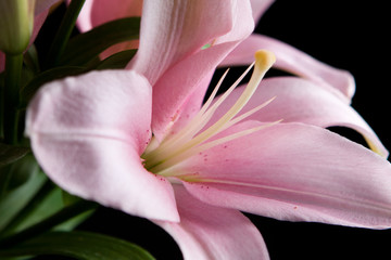 Pink closeup lily with petals and yellow pestle