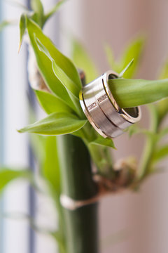 Wedding rings with diamods hanging on the bamboo growing in the living apartment