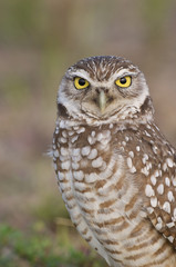 Burrowing Owl