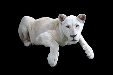 White lion on black background