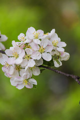 One small branch of a blossoming apple tree