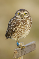 Burrowing Owl, Athene cunicularia