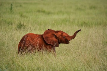 Kenia Safari