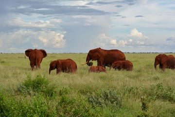 Kenia Safari