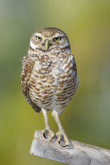 Burrowing Owl