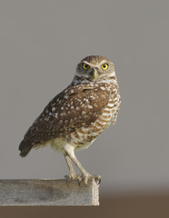 Burrowing Owl