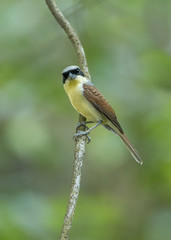 Beautiful bird Tiger shrike or Thick-billed shrike