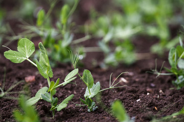 Sprouted green peas