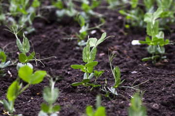 Sprouted in the ground green peas
