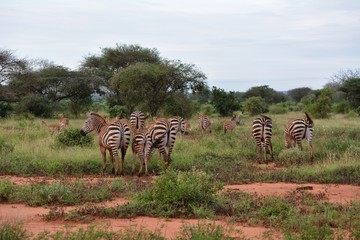Kenia Safari