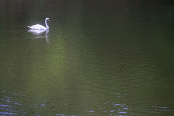 White swan