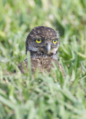 Burrowing Owl, Athene cunicularia